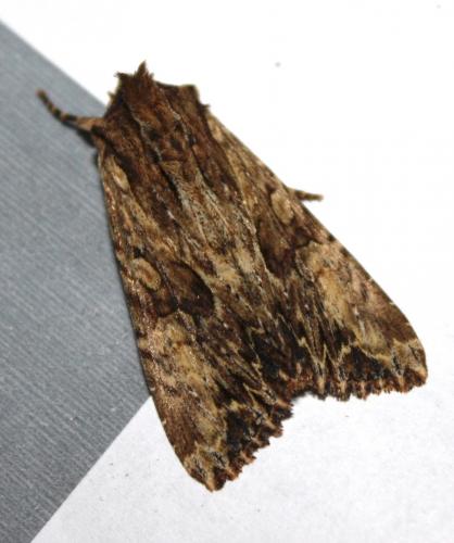 Réf. 236 991 : Apamea sp.